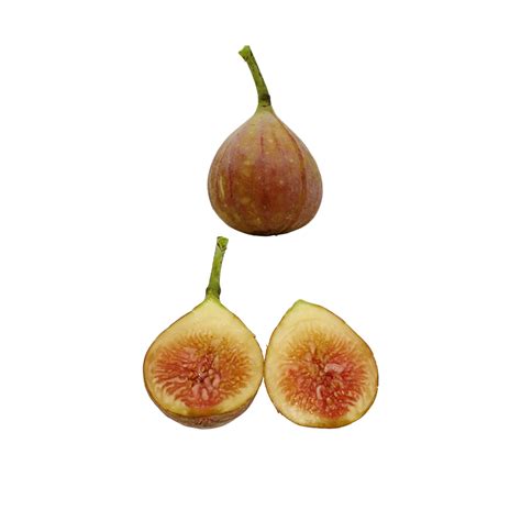 Brown Turkey Fig Tree Heavy Producer Of Sugar Figs Lazy Dog Farm