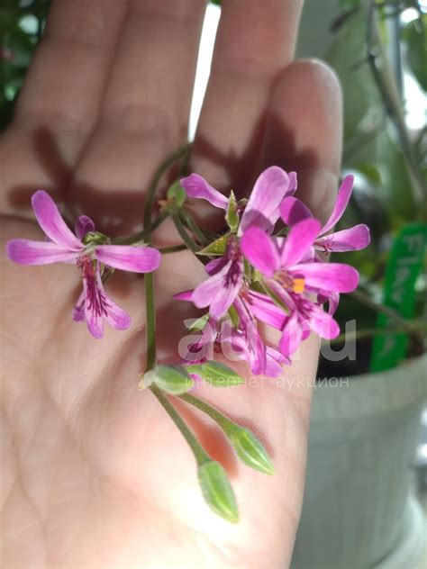 Душистая пеларгония Deerwood Lavender Lad (лаванда) взрослое растение ...