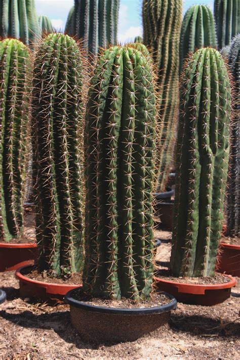 Comprar cactus grandes online 】 Jardín Postal