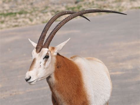 The Online Zoo Scimitar Horned Oryx