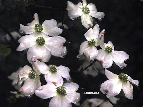 Dogwood State Flower Of Virginia Photograph By Angelcia Carol Wright