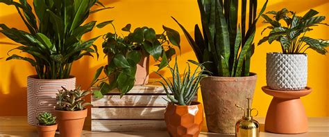ultimate plant guide tips    houseplants alive