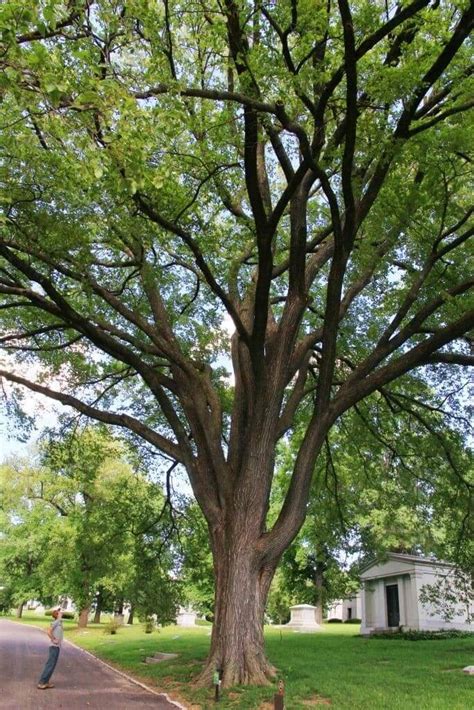 Types of Elm Trees with their Bark and Leaves – Identification Guide ...
