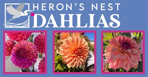 Hollyhill Bill M Dahlia Pot Tuber Herons Nest Dahlias