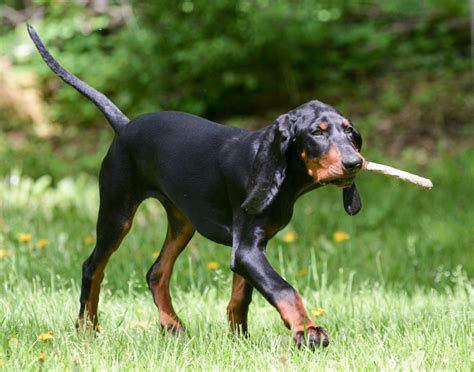 Black and Tan Coonhound - Temperament, Lifespan, Shedding, Puppy