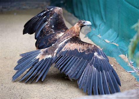Injured and unable to go back to the wild, this Wedge-tailed eagle is