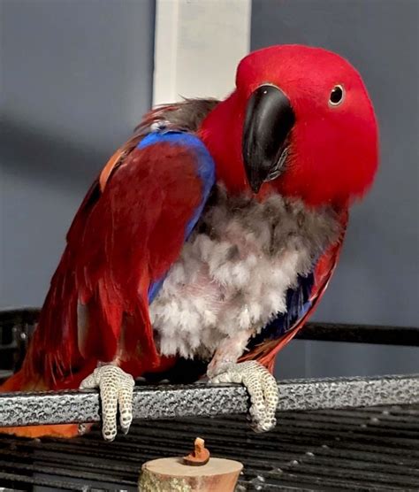 Eclectus Parrot For Sale Solomon Islan Eclectus Parrots