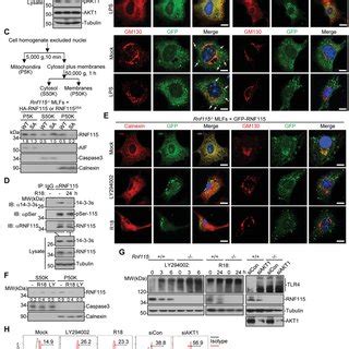 Rnf Interacts With Rab To Inhibit The Poster Trafficking Of Tlrs