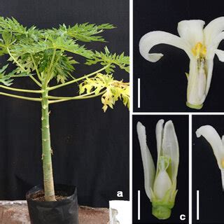 PDF Sex Determination Of Papaya Var Maradol Reveals Hermaphrodite To Male Sex Reversal