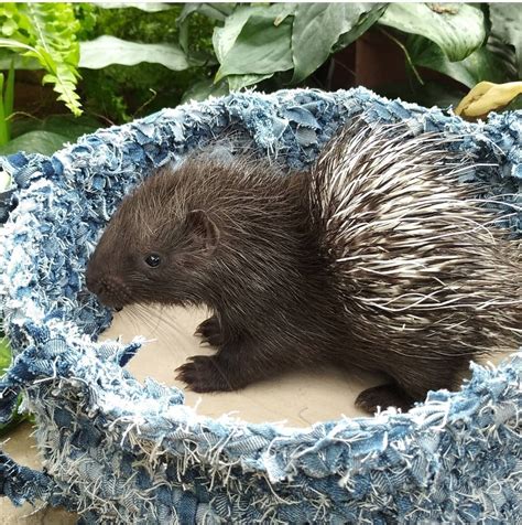 Индийский дикобраз