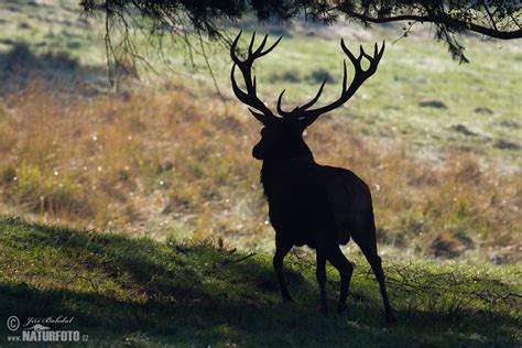 Red Deer Photos Red Deer Images Nature Wildlife Pictures Naturephoto