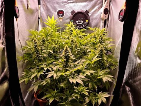 Autoflower Vpd Chart Optimize Growth And Yields