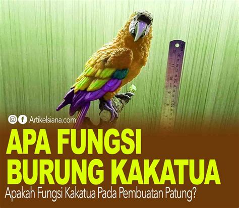 Detail Contoh Gambar Burung Kakatua Koleksi Nomer 55