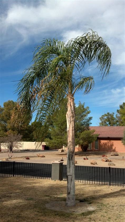 Queen Palm Tree