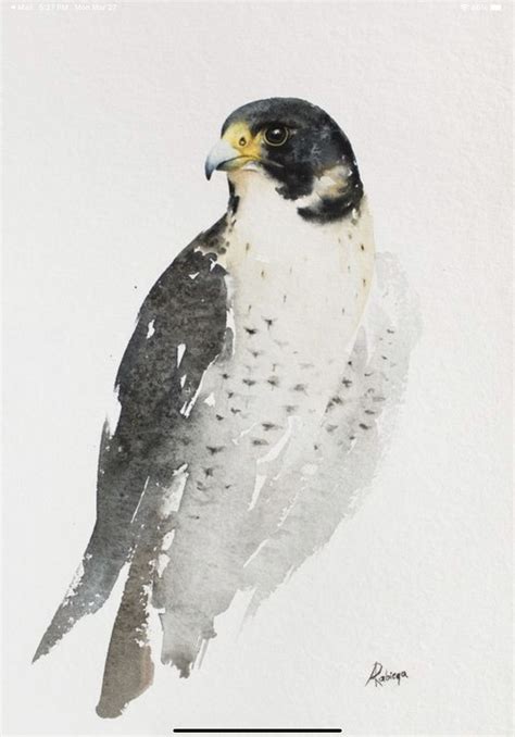 Portrait Of The Peregrine Falcon Artofit