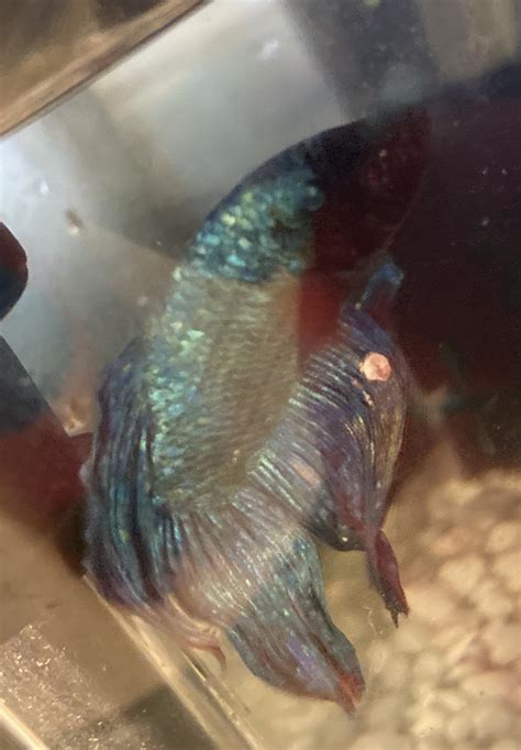 Large white spot on Betta fin, help needed to identify. | Aquarium Forum