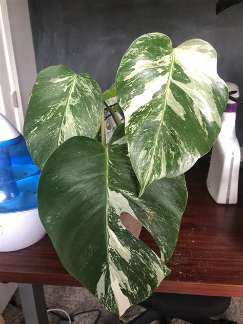 Albo or Thai Constellation? : r/Monstera