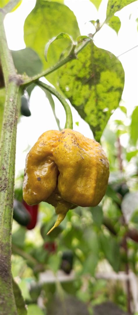 Купить Carolina Reaper Mustard | Сотни видов вкусных семян "Время семян"