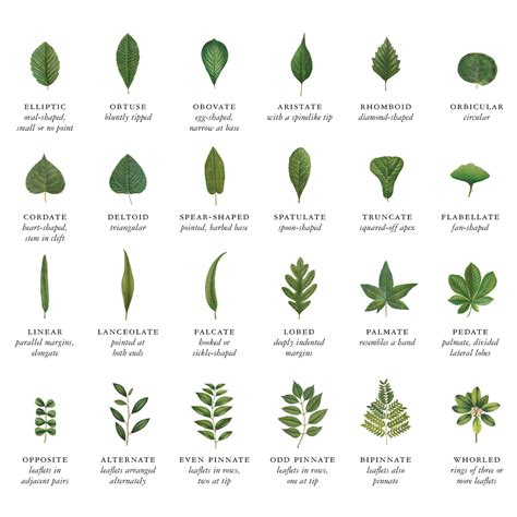 Different Types Of Tree Leaves With Names