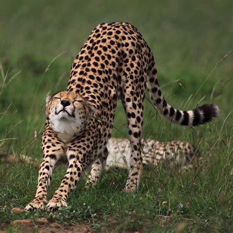 Cat Stretch Artofit
