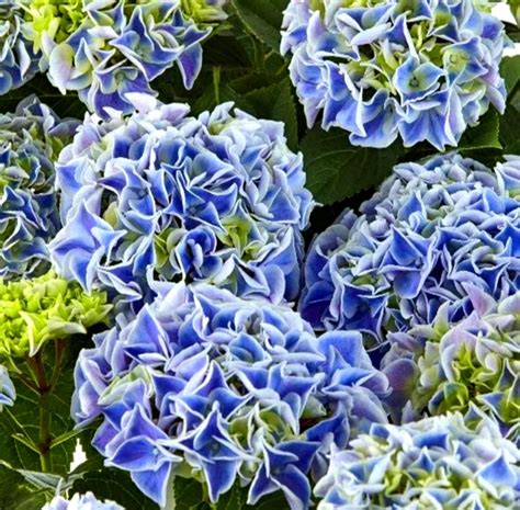 Гортензія Кенді Харт Блу (Candy Heart Blue), С5 | САД ПОЛТАВИ