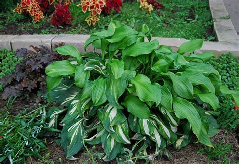 Хоста медиовариегата - 65 фото