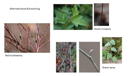 Volunteer Voices Winter Twig Identification Hoyt Arboretum