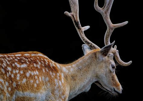 European Fallow Deer Buck Free Photo On Pixabay Pixabay