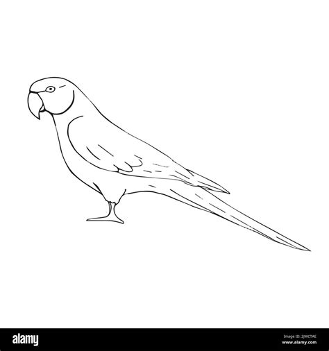 Vector Hand Drawn Doodle Sketch Indian Ringneck Parrot Isolated On