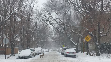Dense Human Population Is Linked To Longer Urban Coyote Survival
