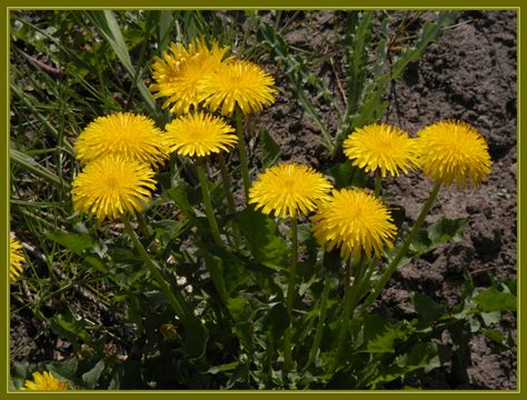 Löwenzahn Taraxacum Officinale Seine Satt Gelben Blüten Leuchten