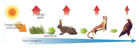Fluxo De Energia E Materia - ECOLOGIA - FLUXO DE MATÉRIA E ENERGIA NA CADEIA ALIMENTAR