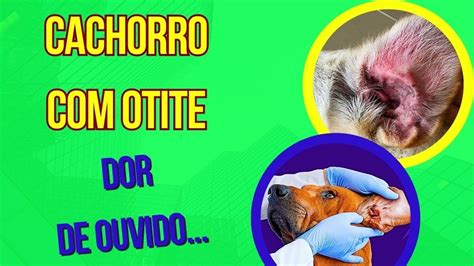 Como Saber Se O Cachorro Está Com Dor De Ouvido - Cachorro Com Dor De Ouvido: Como Identificar E Como Tratar? – HYSK