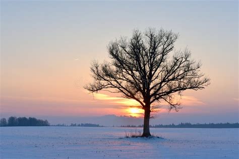 Landscape With A Lonely Naked Tree In A Winter Field Stock Photo Image Of Cold Field