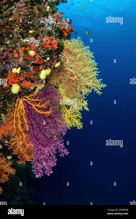 Coral Reefs From Fiji Stock Photo Alamy