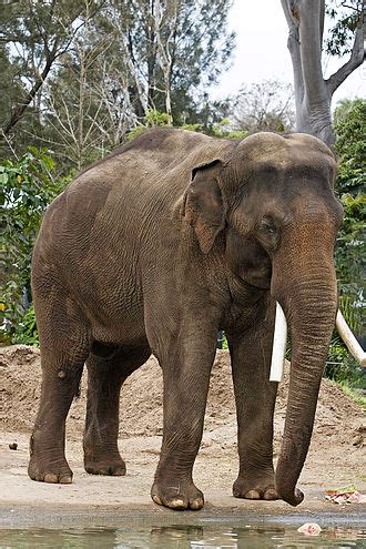 gajah asia wikipedia bahasa indonesia ensiklopedia bebas