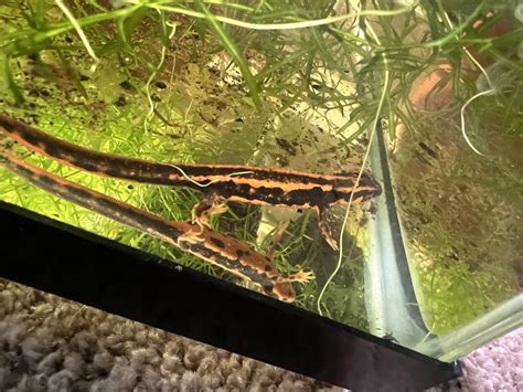 I Have A Soft Spot For Sword Tails Rsalamanders