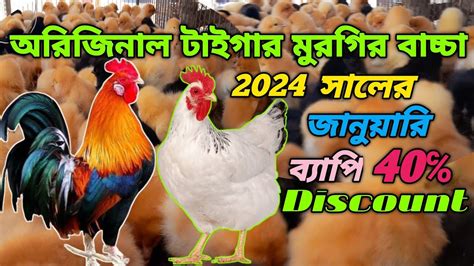 40 মূল্য ছাড় 01608977231 অরিজিনাল টাইগার মুরগির বাচ্চা।টাইগারমুরগি