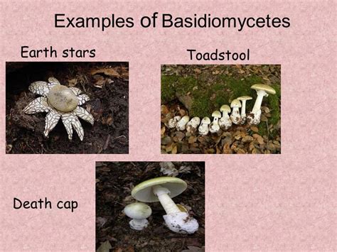 Phylum Basidiomycota Examples