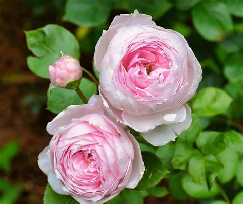 The Ancient Mariner rose Photograph by Lynn Hunt
