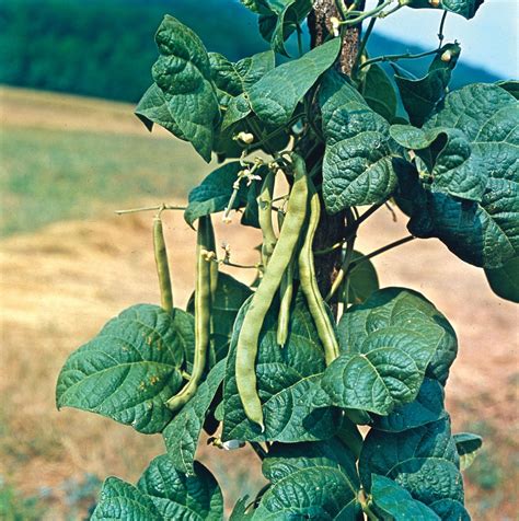 Mung Bean Vegetable Britannica
