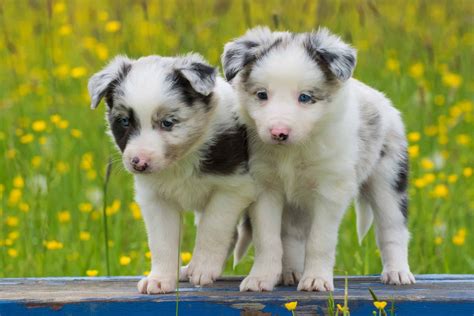 Blue Merle Border Collie: Facts, Genetics & More (With Pictures)