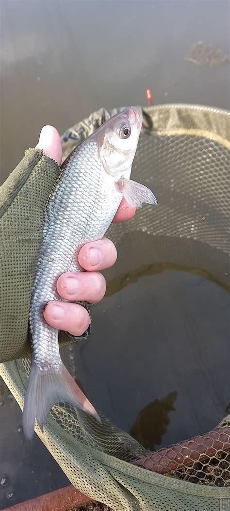 Fishin' Impossible: Spot the difference