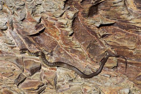 Snake Rocks Western Yellow Belly Free Photo On Pixabay