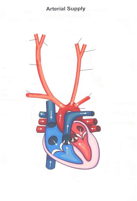 Arterial Supply Diagram Diagram Quizlet