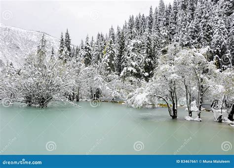 Frozen Green Lake In Pine Forest Mountain Stock Image Image Of Freeze