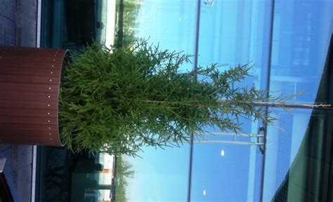 Посадка елей в кашпо на территории аэропорта Домодедово | Москва ...