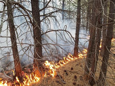 Basin Communities Get 1 7 Million For Wildfire Risk Reduction Projects