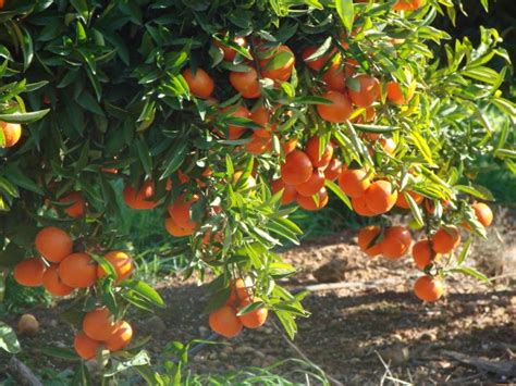 Bilhete De Identidade Da Fruta Fruto Clemenvilha