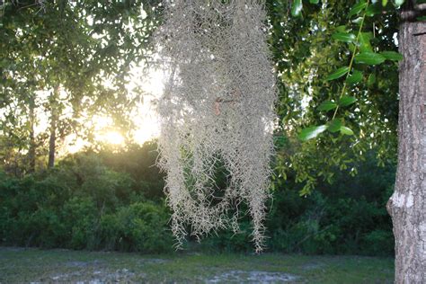 Portraits Spanish Moss